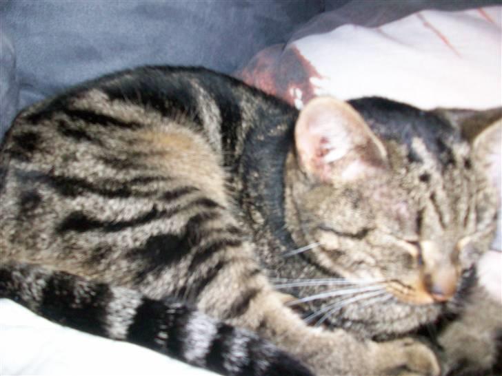 Blanding af racer Stribbe<3 billede 3