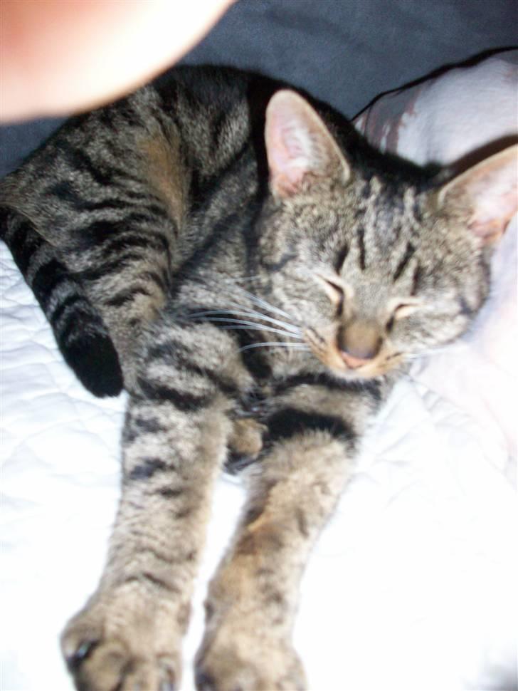 Blanding af racer Stribbe<3 billede 4