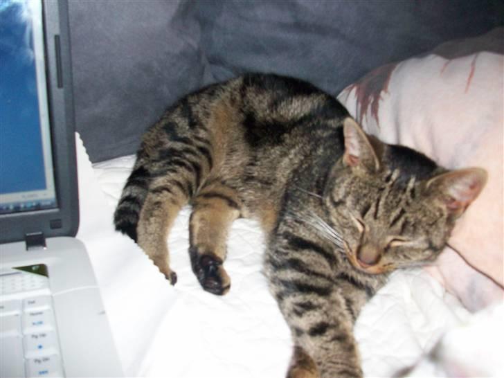 Blanding af racer Stribbe<3 billede 5