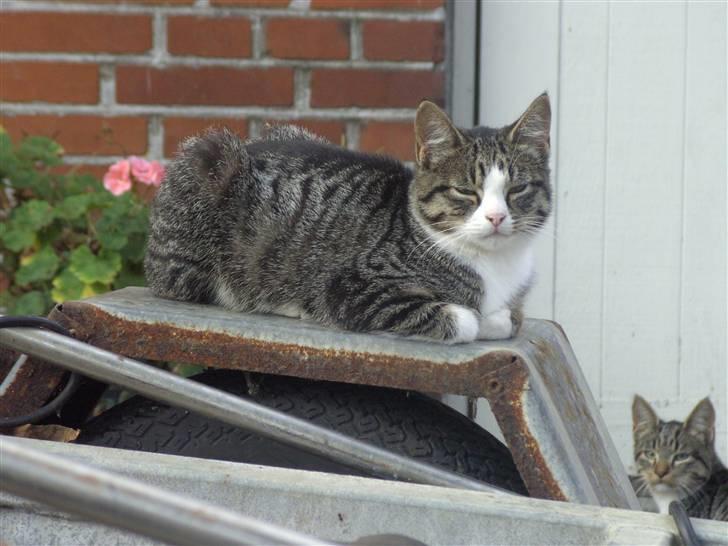 Blanding af racer Blomst billede 1