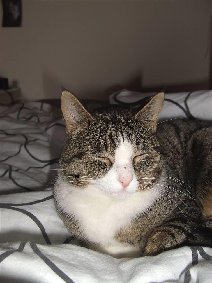 Blanding af racer Blomst billede 2