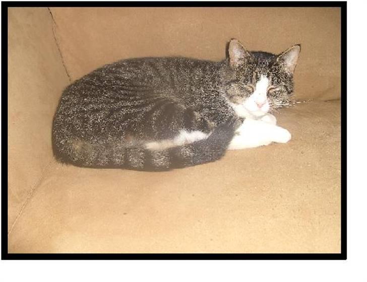 Blanding af racer Blomst billede 3