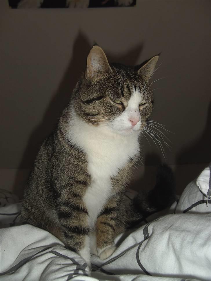 Blanding af racer Blomst billede 4