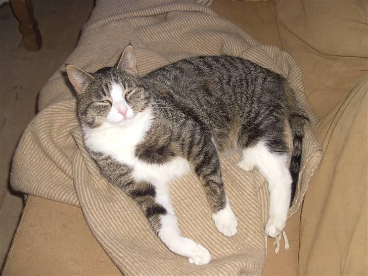 Blanding af racer Blomst billede 5