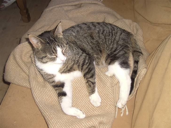 Blanding af racer Blomst billede 6