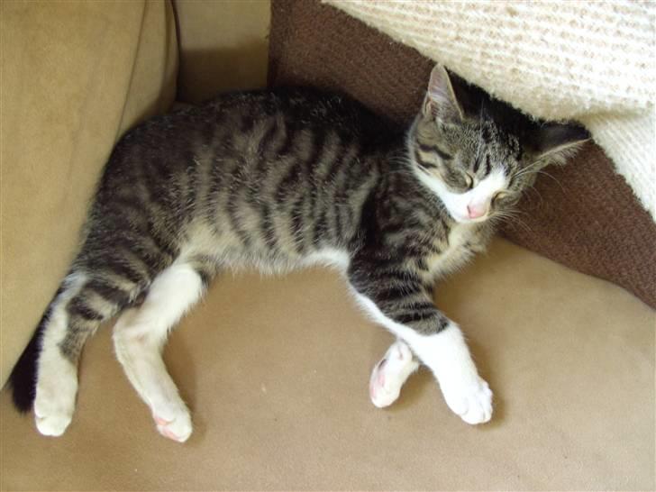 Blanding af racer Blomst billede 7