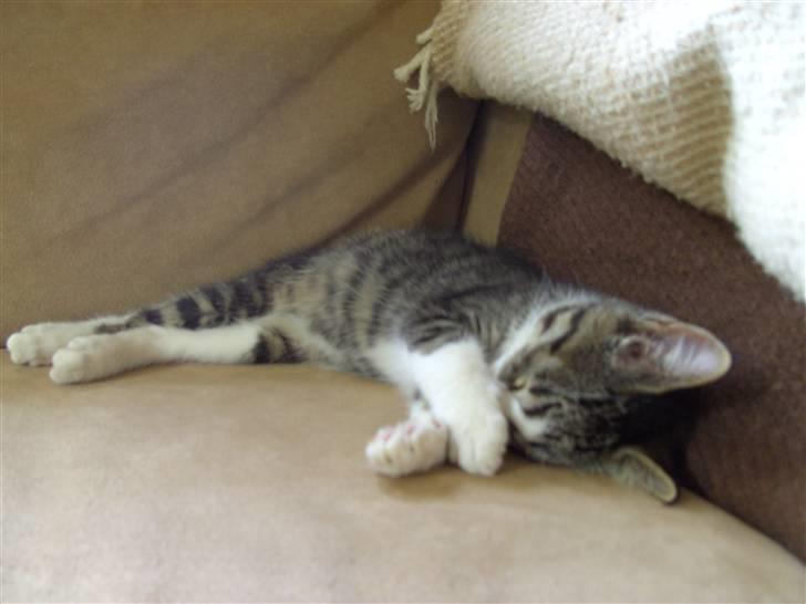 Blanding af racer Blomst billede 8