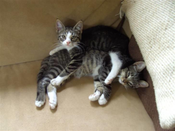 Blanding af racer Blomst billede 9