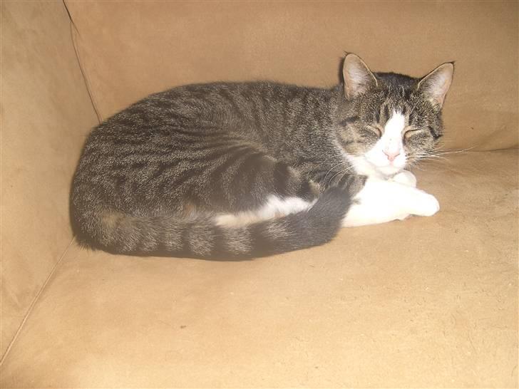 Blanding af racer Blomst billede 10