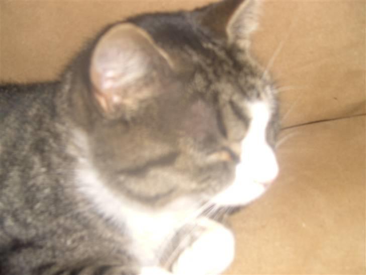 Blanding af racer Blomst billede 11