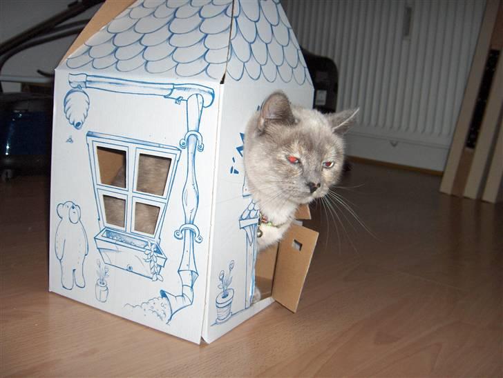 Blanding af racer Sjuske  - † 24/11.2010 † - De der bamser ved "build a bear" ser godt nok ægte ud billede 11