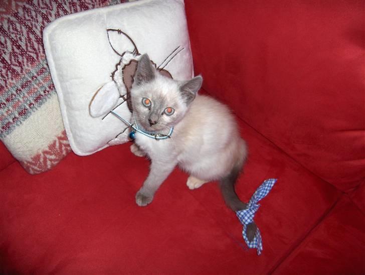 Blanding af racer Sjuske  - † 24/11.2010 † - Er jeg ikke fin nok til billeder siden jeg skal pyntes? billede 12