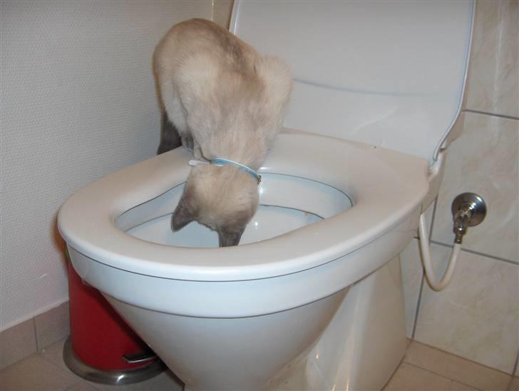 Blanding af racer Sjuske  - † 24/11.2010 † - hva kattens er det? billede 13