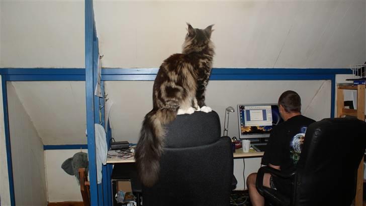 Maine Coon  skovlycoon amadeus - hvad er det han laver?? billede 11