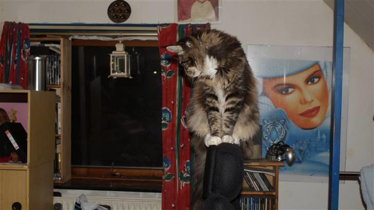 Maine Coon  skovlycoon amadeus - Sker der noget der?? billede 12