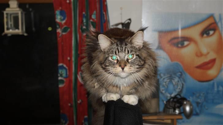 Maine Coon  skovlycoon amadeus - Jeg holder øje med mor billede 13