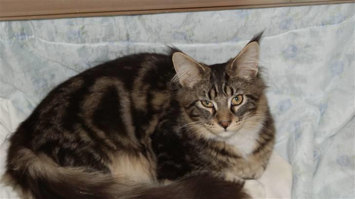 Maine Coon  skovlycoon amadeus - Jeg har fundet den rette skuffe billede 14