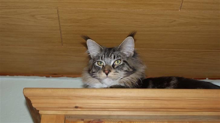 Maine Coon  skovlycoon amadeus - Det er rart med et sted med et godt udsyn billede 15