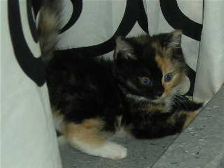 Huskat Ludine :) <33 solgt ! :'( - Velkommen til Ludine´s profil x) <33 billede 1