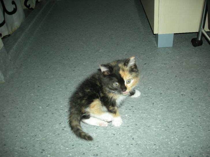 Huskat Ludine :) <33 solgt ! :'( - Hej :b billede 2