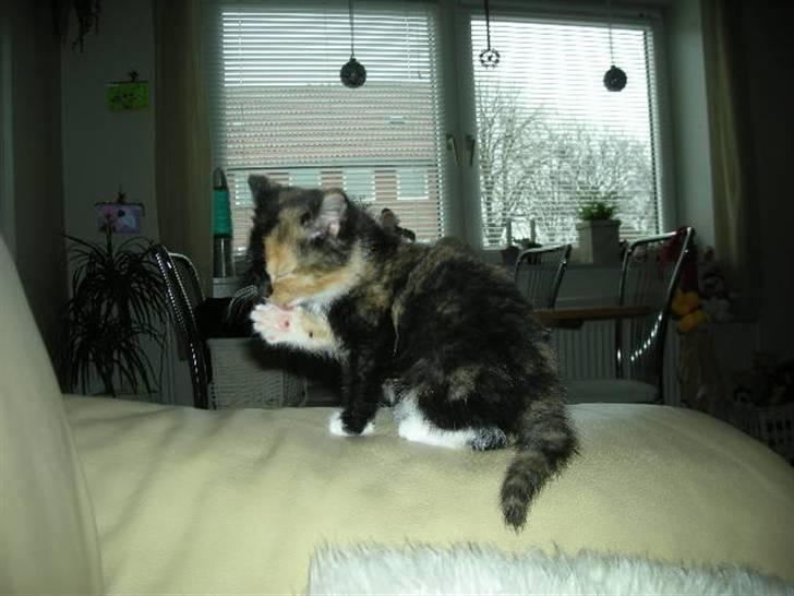 Huskat Ludine :) <33 solgt ! :'( - Skal lige i bad :) billede 3