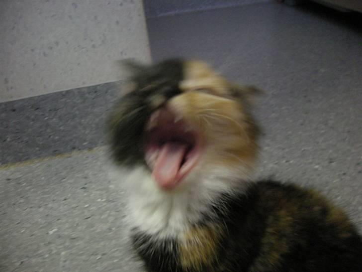 Huskat Ludine :) <33 solgt ! :'( - Jeg vil til og sove! xD billede 4