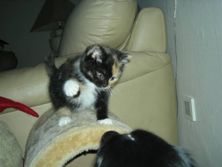 Huskat Ludine :) <33 solgt ! :'( - Skal du ha en på hovdet? :D billede 5