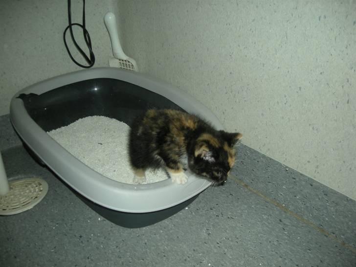 Huskat Ludine :) <33 solgt ! :'( - Skulle lige tisse <3 billede 6