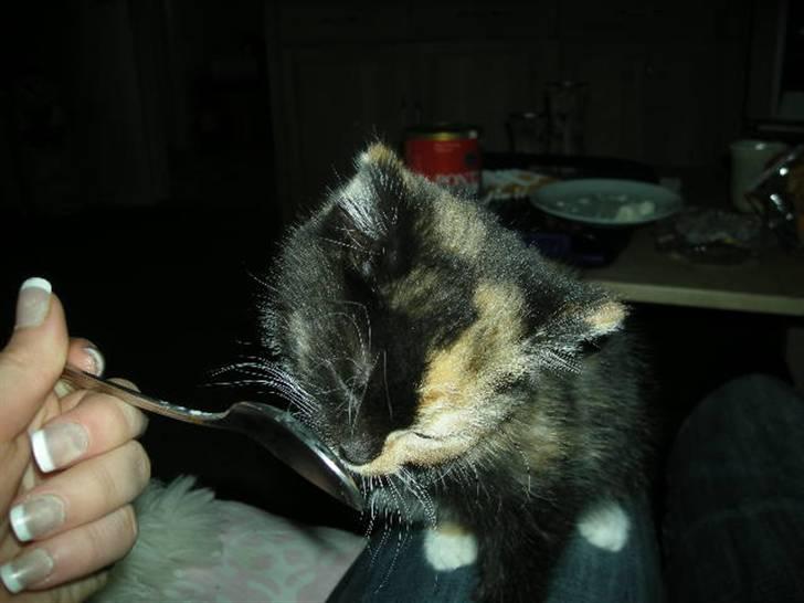 Huskat Ludine :) <33 solgt ! :'( - MMM mad :D billede 7