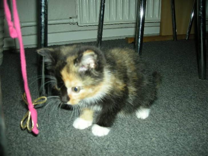 Huskat Ludine :) <33 solgt ! :'( - Leg leg, det er godt xD billede 9