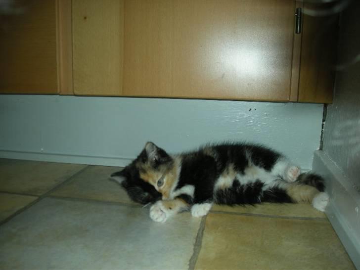 Huskat Ludine :) <33 solgt ! :'( - Her ligger jeg :D billede 10