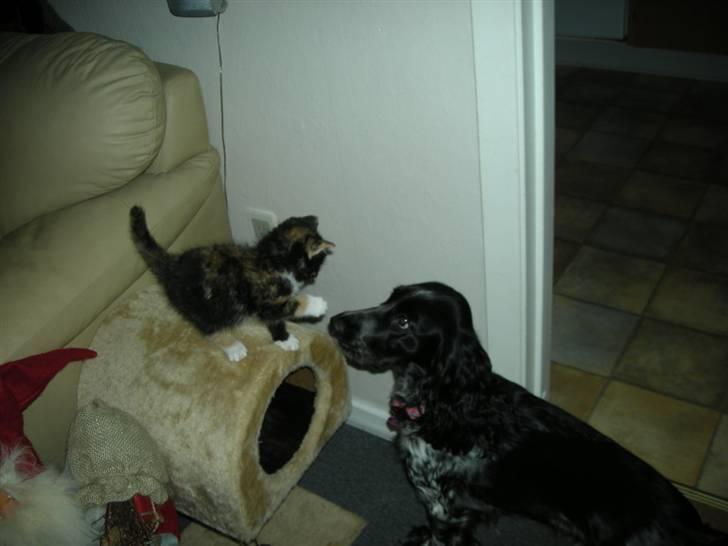 Huskat Ludine :) <33 solgt ! :'( - :D  billede 11