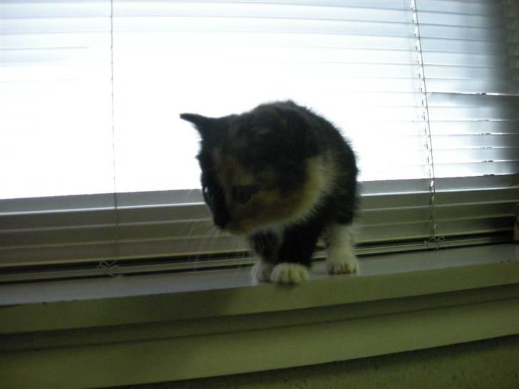 Huskat Ludine :) <33 solgt ! :'( billede 12