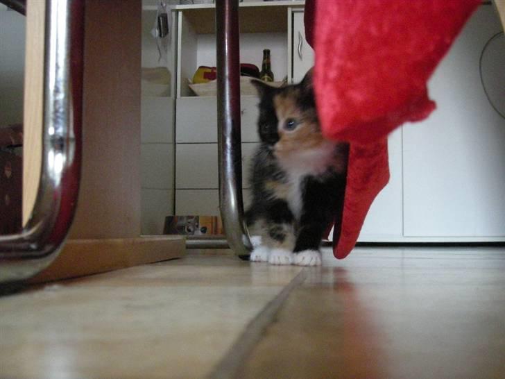 Huskat Ludine :) <33 solgt ! :'( - <33 billede 13