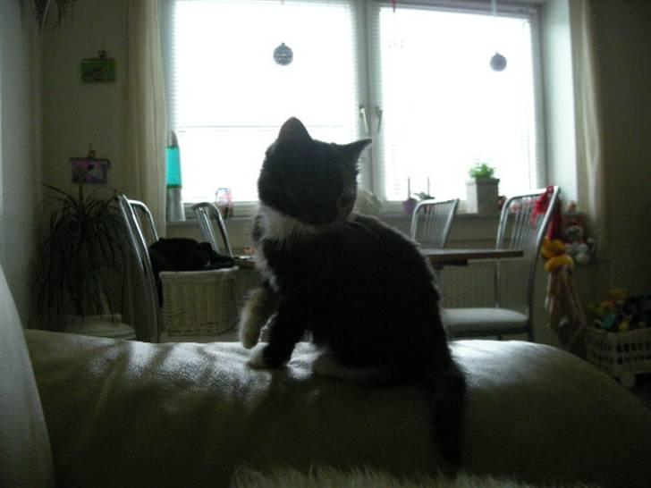 Huskat Ludine :) <33 solgt ! :'( - Hej med dig? :P billede 14