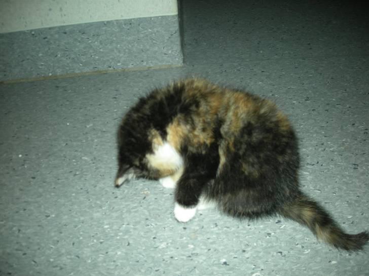 Huskat Ludine :) <33 solgt ! :'( - Man skal da være ren :D billede 15