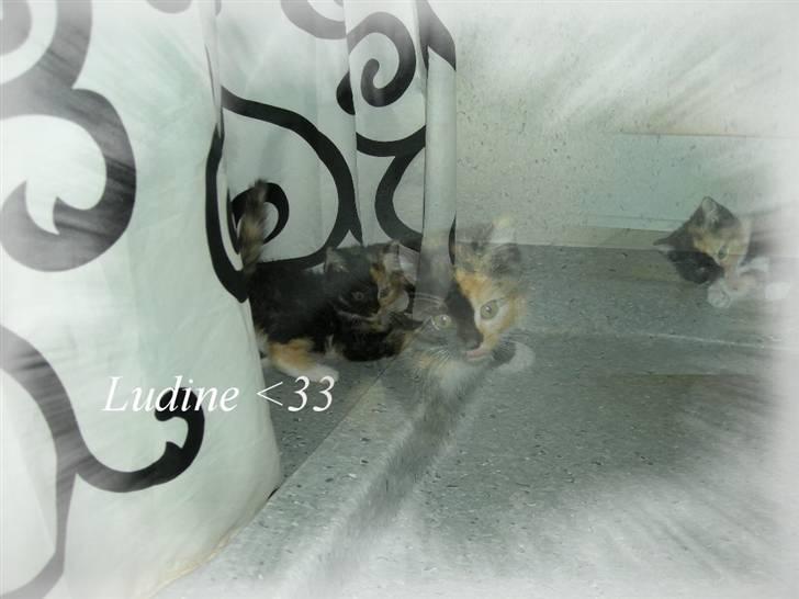 Huskat Ludine :) <33 solgt ! :'( - Lavet af mig d. 9/12 - 08 xD billede 16