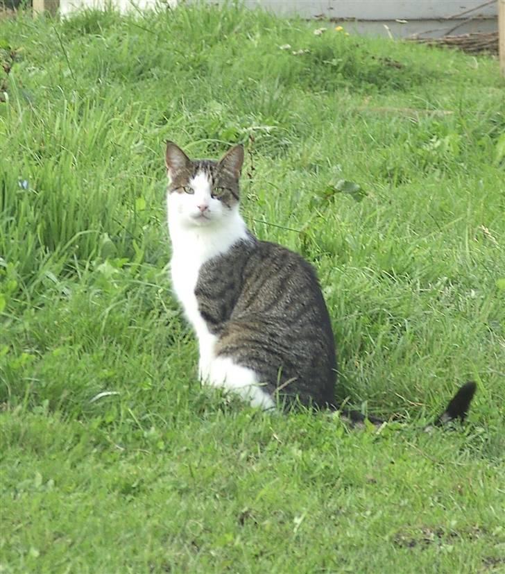 Blanding af racer Tulle billede 1