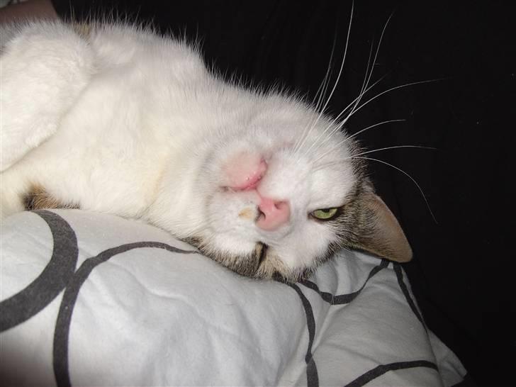 Blanding af racer Tulle billede 2