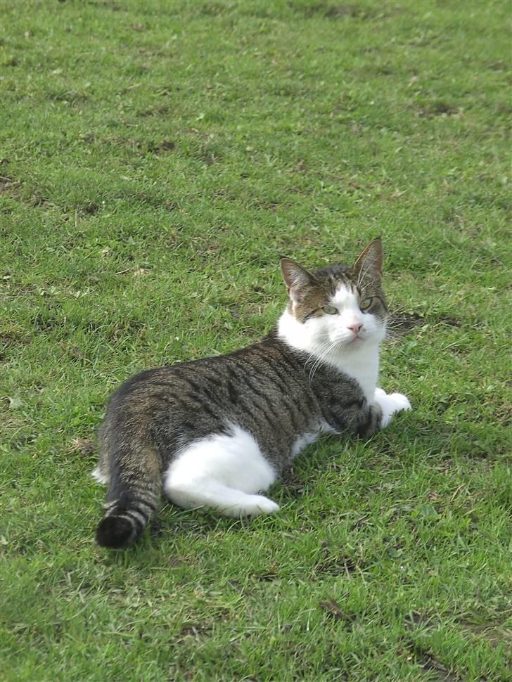 Blanding af racer Tulle billede 3