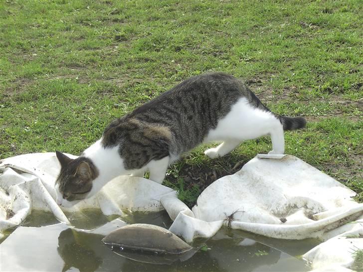 Blanding af racer Tulle billede 4