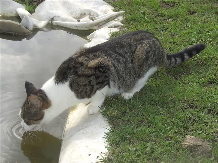 Blanding af racer Tulle billede 5