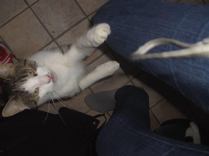 Blanding af racer Tulle billede 6