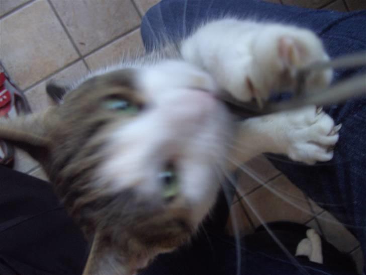 Blanding af racer Tulle billede 7