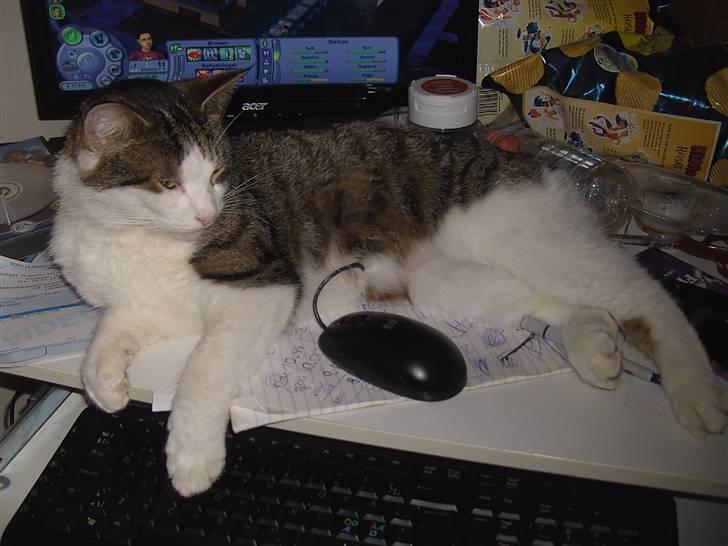 Blanding af racer Tulle billede 8