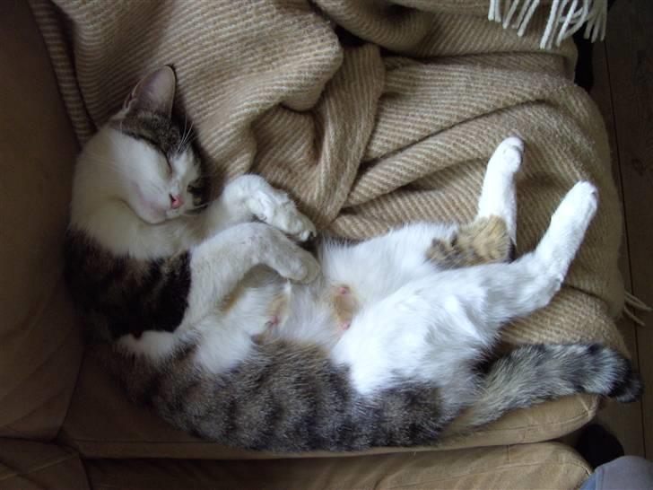 Blanding af racer Tulle billede 9