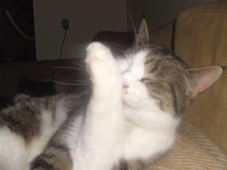 Blanding af racer Tulle billede 10