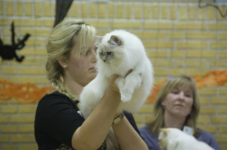Hellig Birma DeLaCour's Blanchefleur - *NYT* Fleur på Show i Årslev 18-09-2009, sammen med mor. billede 17