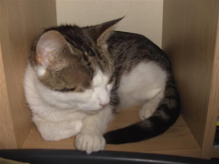 Blanding af racer Tulle billede 12