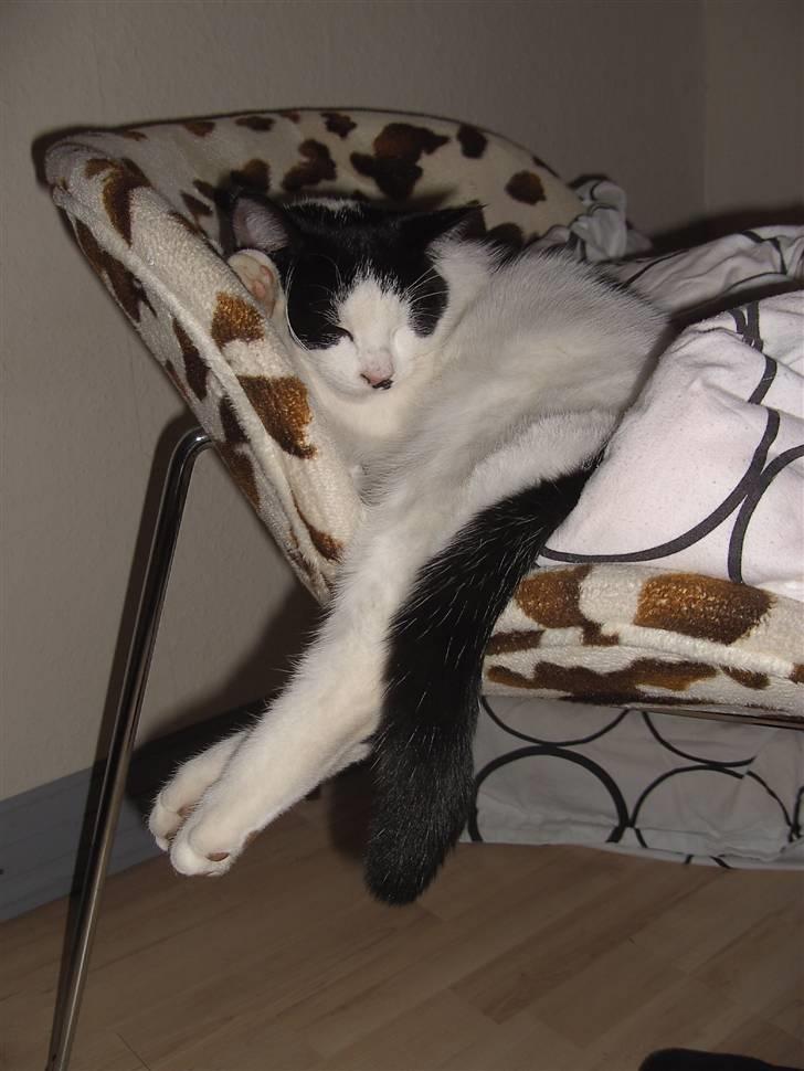 Blanding af racer Perle billede 1